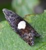 Pammene spiniana